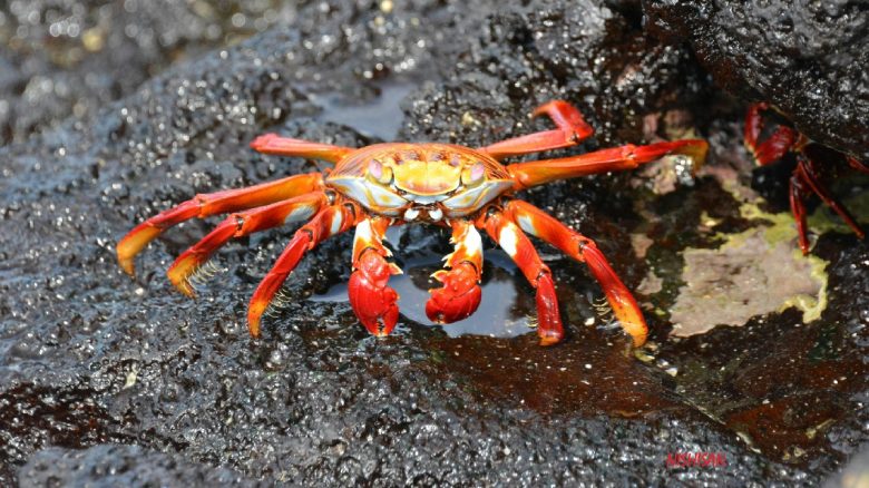 120 Mio Krabben und Google streiten sich um Kabel Titelbild