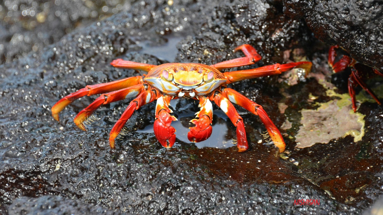 An island has 1,500 inhabitants and 120 million crabs – Google wants to lay an underwater cable there