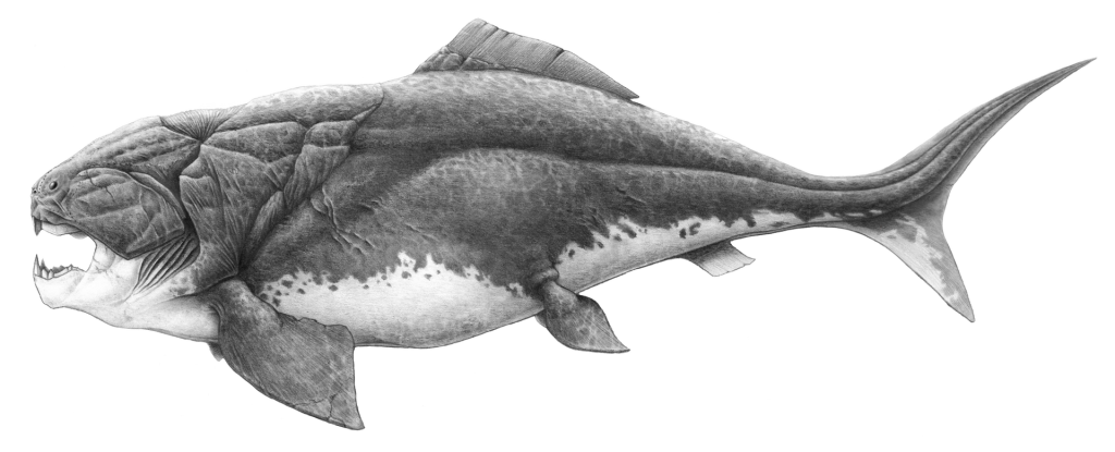 Schwarz-weiße Rekonstruktion eines Dunkleosteus