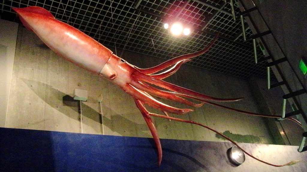 Lebensgroße Replik eines Riesenkalmars mit langen Fangarmen in einem Museum in Japan