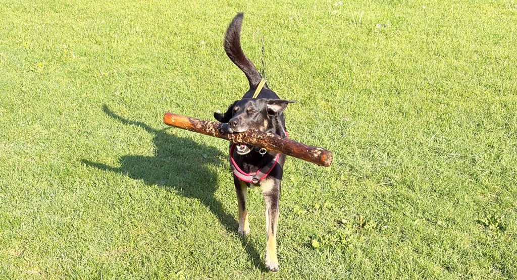 Pokemon GO 42 km Herausforderung Geheimwaffe Loki Stocki quer
