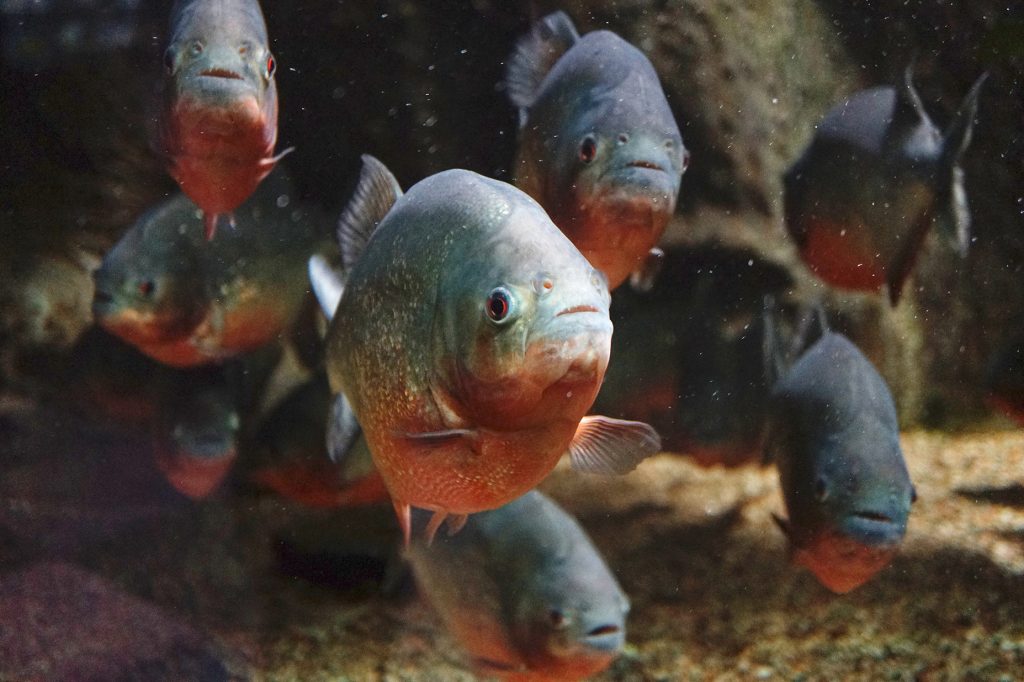 Mehrere rote Piranhas in einem Aquarium