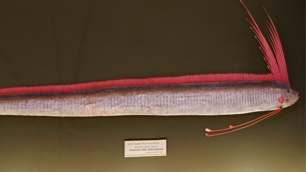 Präparierter Riemenfisch im Naturhistorischen Museum Wien