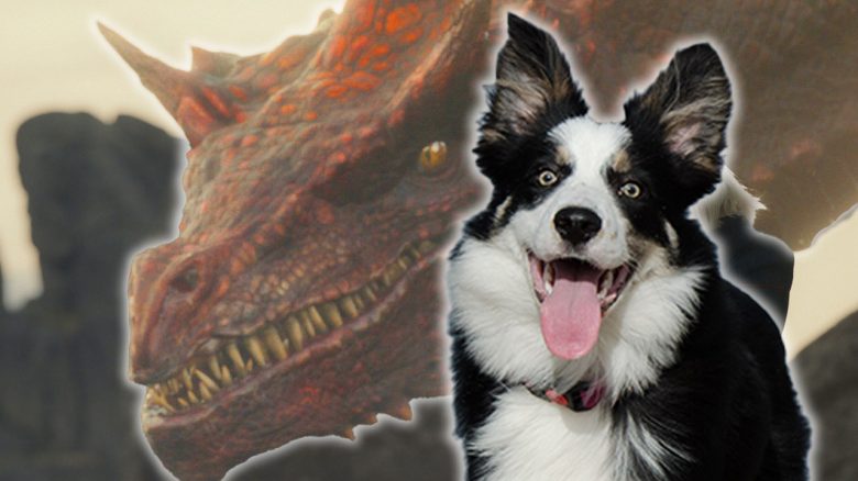 House of the Dragon Caraxes Bordercollie Titelbild