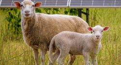 VW Schafe Solarpark Posen