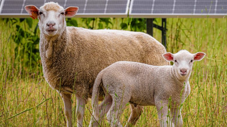 VW Schafe Solarpark Posen