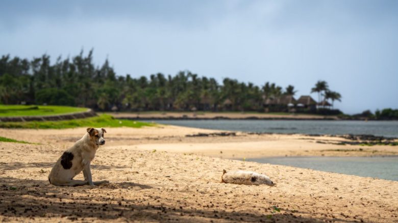 Hunde am Strand Symbolbild